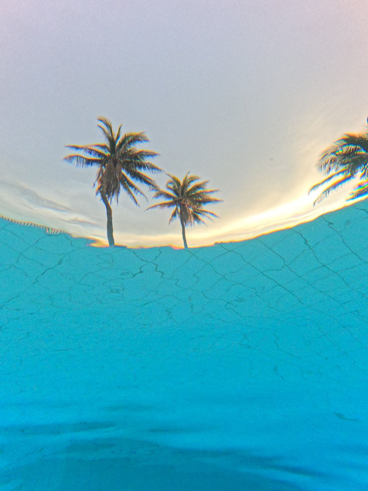 Palmeras vistas desde dentro de una piscina